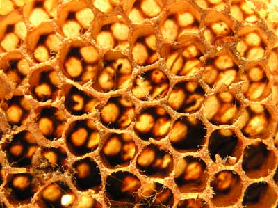 Each cell in the comb of a bee hive can hold honey or a single developing bee.
