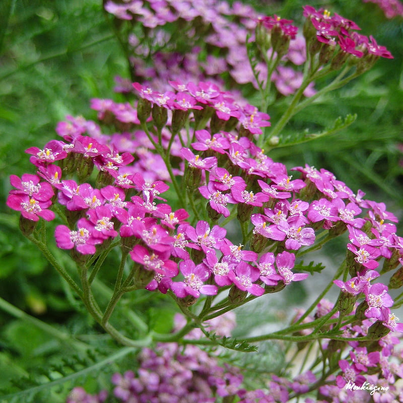 Yarrow.  Photo credit: monteregina / Foter / Creative Commons Attribution-NonCommercial-ShareAlike 2.0 Generic (CC BY-NC-SA 2.0)