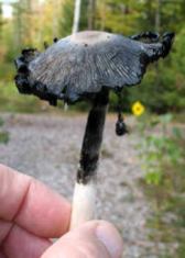 Shaggy Mane becoming inky. [Picture taken by author.]